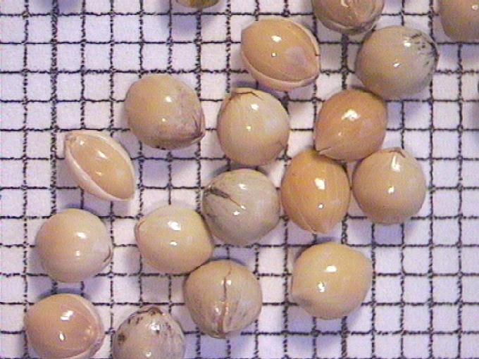 Panicum miliaceum L.