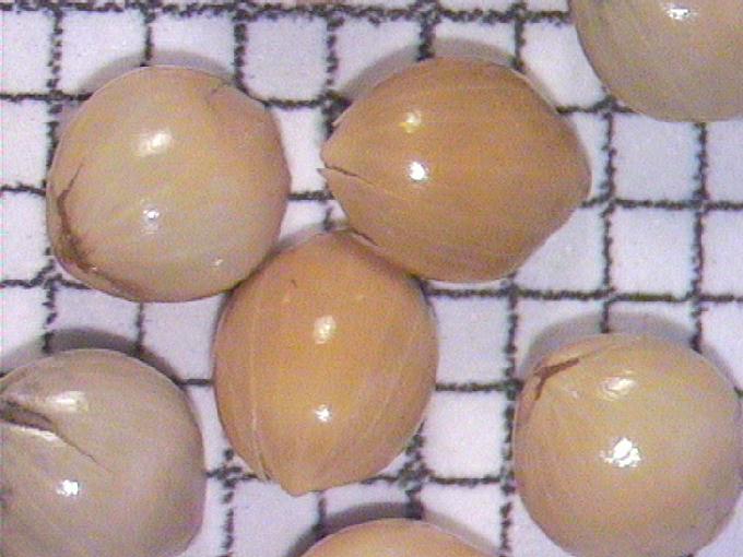 Panicum miliaceum L.