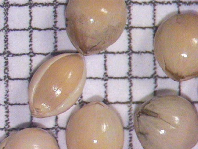 Panicum miliaceum L.