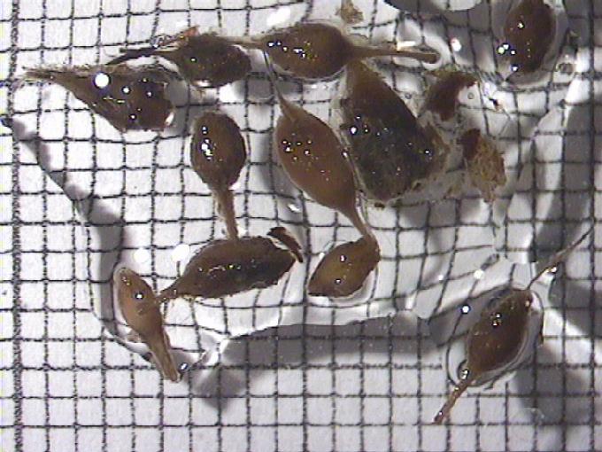 Sparganium sp.