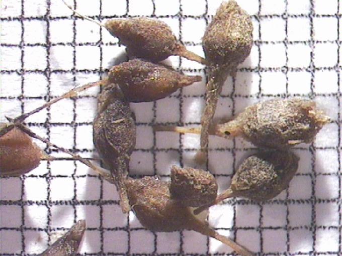 Sparganium sp.